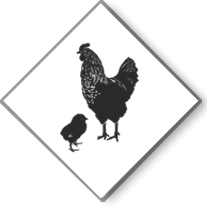 Poultry Feed